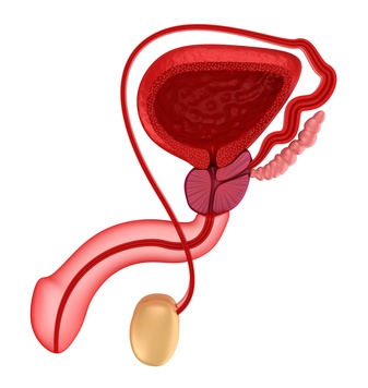 Testicles Hurt After Sex 87