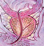 NormalProstate-Large_WEB