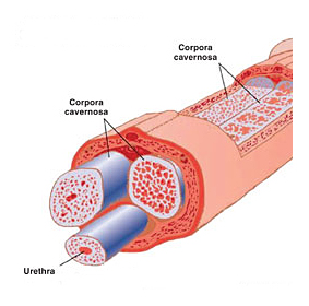 penis curvature causes are usually internal