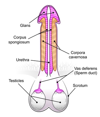 peyronies disease and penis curvature