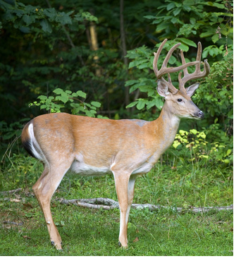 the male deer exercise, tao deer exercise