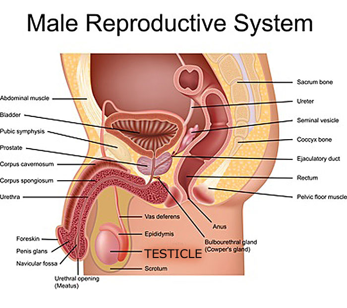 doing a self testicular exam