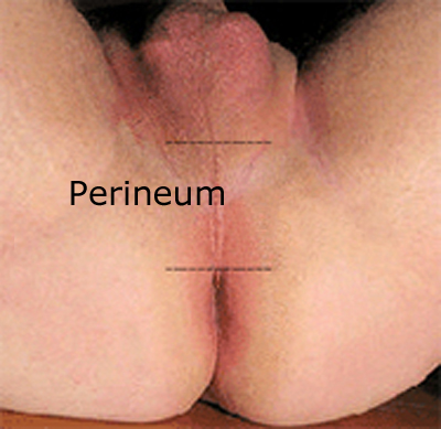 male perineum