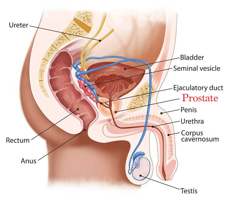 This is the male G Spot.