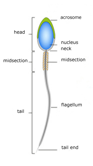 Anus of sea star