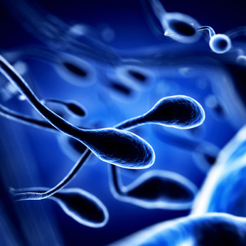 sperm swimming speed