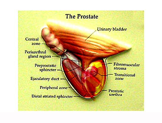 understanding natural prostate health