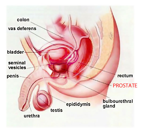 learning prostate massage technique