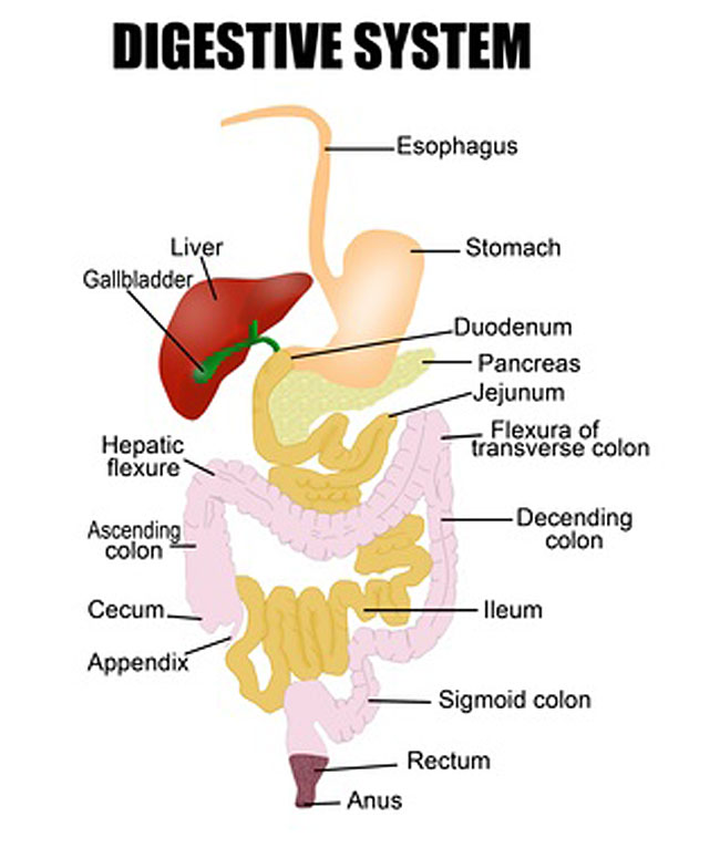 colon and digestive system diagram