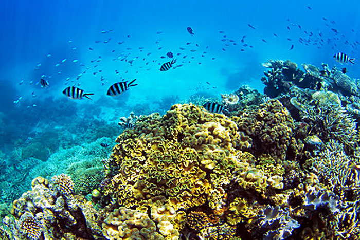 the calcium factor - coral reefs