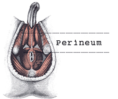 perineum diagram cross section