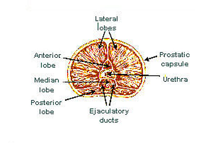 prostate anatomy