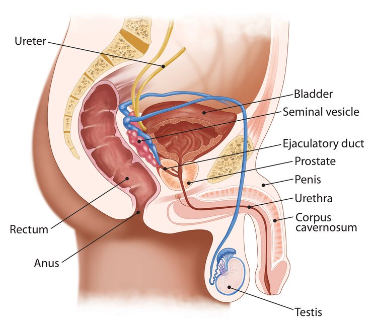 prostate and male sexual system diagram