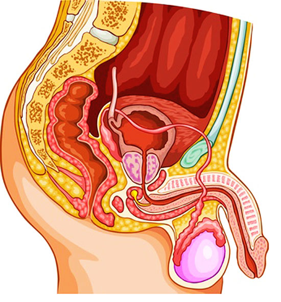 Conquering Prostate Problems