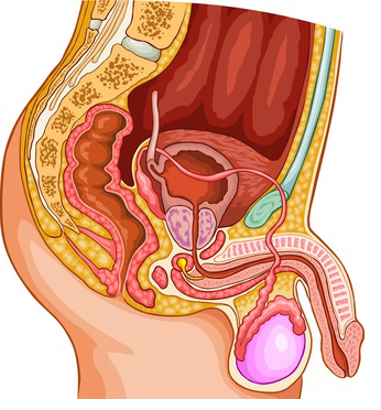 prostate problems and toxins