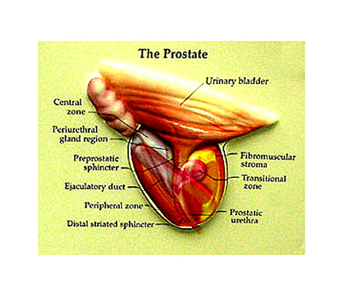 is-an-anal-prostate-test-accurate