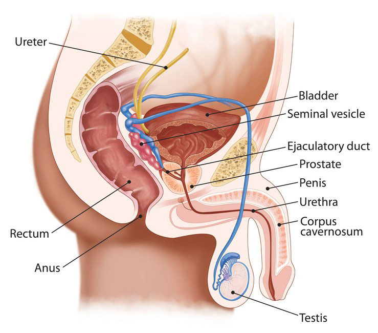 Prostate Problems from constipation